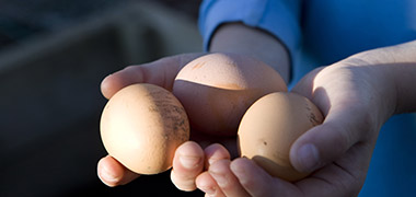 Eggs commodity site