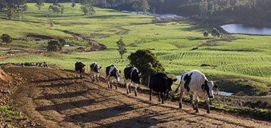 home dairy