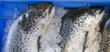 home fish