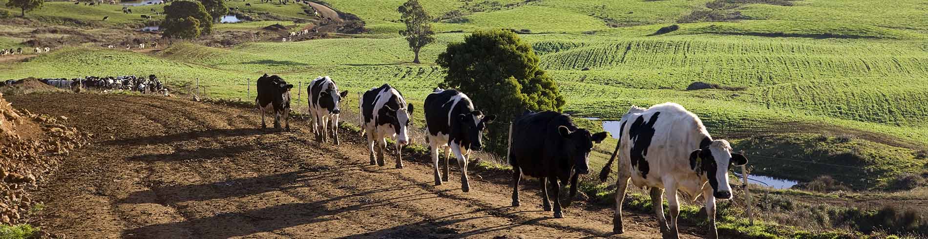 bg-dairy