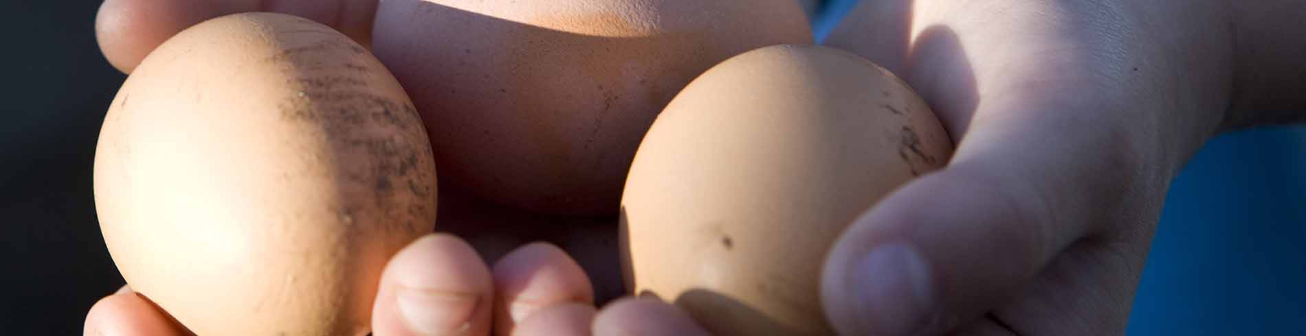 bg-egg
