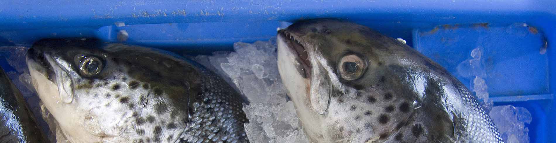 bg-fish